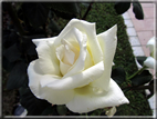 foto Rose